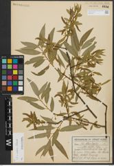 Foto von Salix alba L. x Salix fragilis L.
